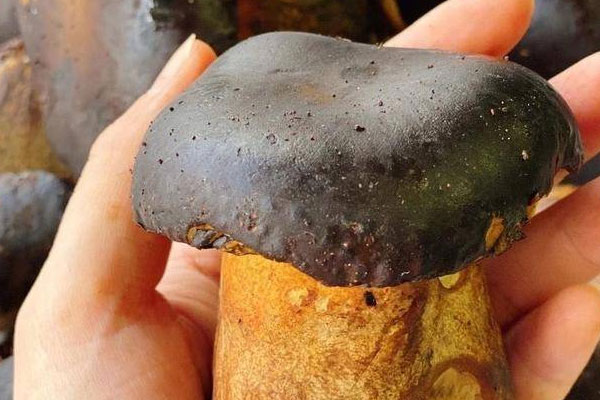 胡蘿卜辣炒牛肝菌臘肉的食用禁忌 胡蘿卜辣炒牛肝菌臘肉的食用禁忌