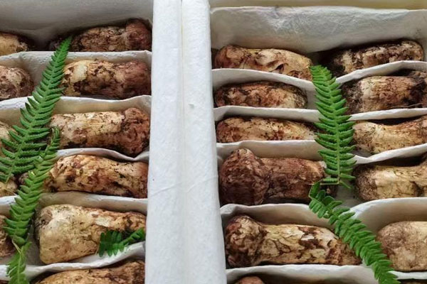 松茸口蘑燉飯的食用禁忌 松茸口蘑燉飯的食用禁忌