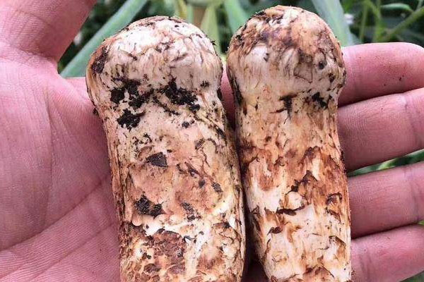 松茸口蘑燉飯的營養(yǎng)價值 松茸口蘑燉飯的營養(yǎng)價值