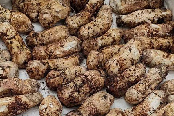 松茸鮮肉包的功效作用 松茸鮮肉包的功效作用