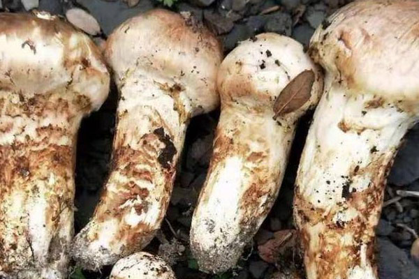 松茸火腿全麥三明治的功效作用 松茸火腿全麥三明治的功效作用