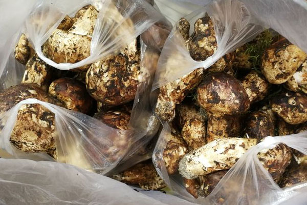 松茸雞湯臊子粉的食用禁忌