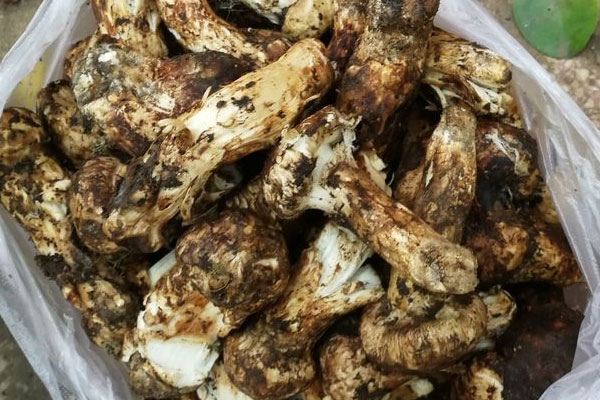 松茸臘肉筍燜飯的食用禁忌 松茸臘肉筍燜飯的食用禁忌