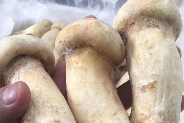 松茸石斛烏雞湯的功效作用