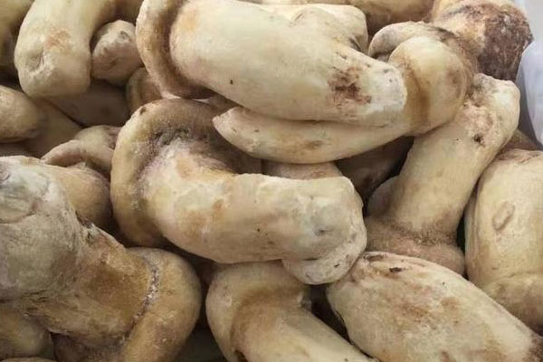 松茸石斛烏雞湯的食用禁忌