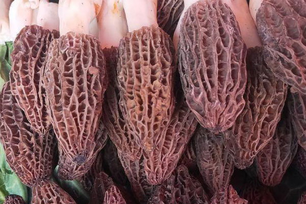 羊肚菌薺菜粥的食用禁忌 羊肚菌薺菜粥的食用禁忌