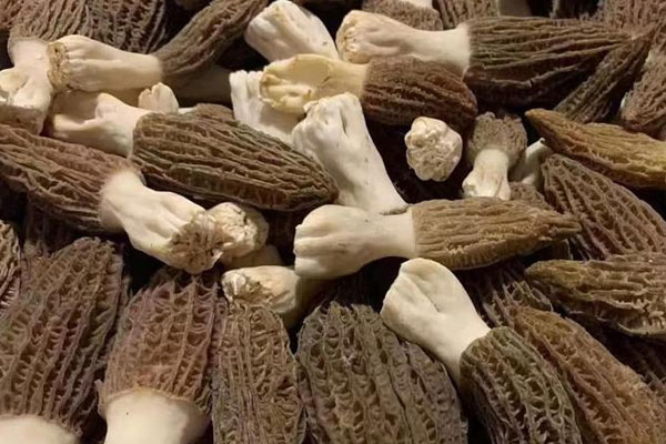 羊肚菌紅燒河豚的功效作用 羊肚菌紅燒河豚的功效作用