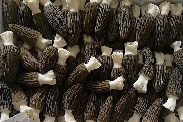 羊肚菌紅燒河豚的禁忌人群 羊肚菌紅燒河豚的禁忌人群