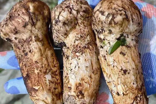 松茸不焯水直接炒會中毒嗎，松茸泡發(fā)了24小時還可以吃嗎