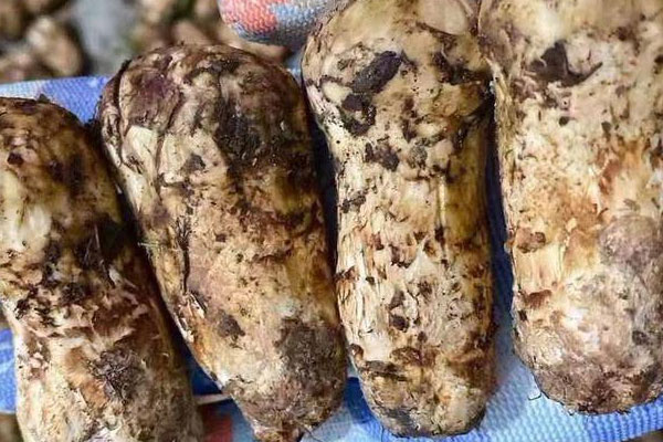 松茸泡發(fā)了24小時還能吃嗎 松茸泡發(fā)了24小時還能吃嗎