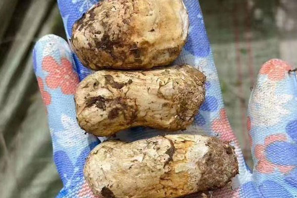 找松茸靠運氣嗎 找松茸靠運氣嗎