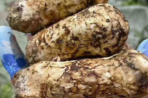 新鮮松茸價格為什么波動大 新鮮松茸價格為什么波動大