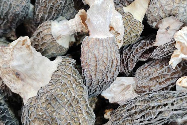 黃椒羊肚菌素炒核桃的功效作用 黃椒羊肚菌素炒核桃的功效作用