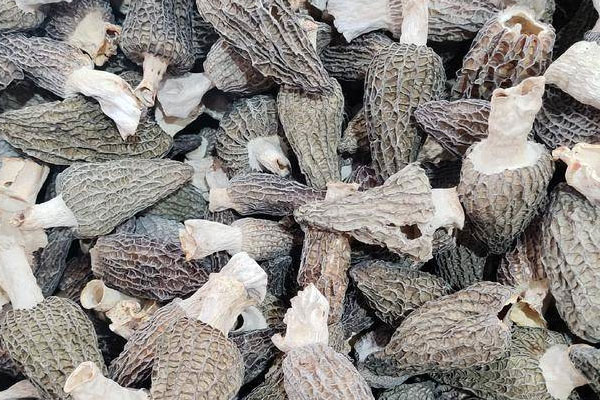 黃椒羊肚菌素炒核桃的食用禁忌 黃椒羊肚菌素炒核桃的食用禁忌