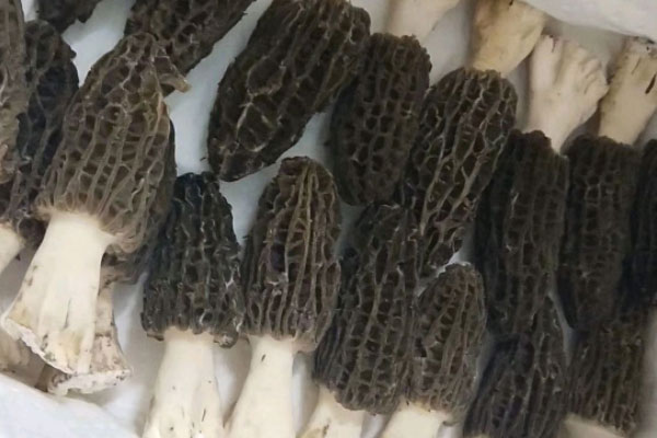 鮮羊肚菌羊肉湯的功效作用 鮮羊肚菌羊肉湯的功效作用