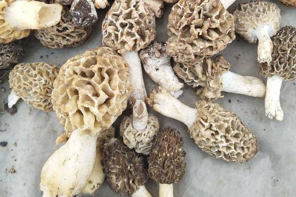 羊肚菌青口三文魚飯的食用禁忌 羊肚菌青口三文魚飯的食用禁忌