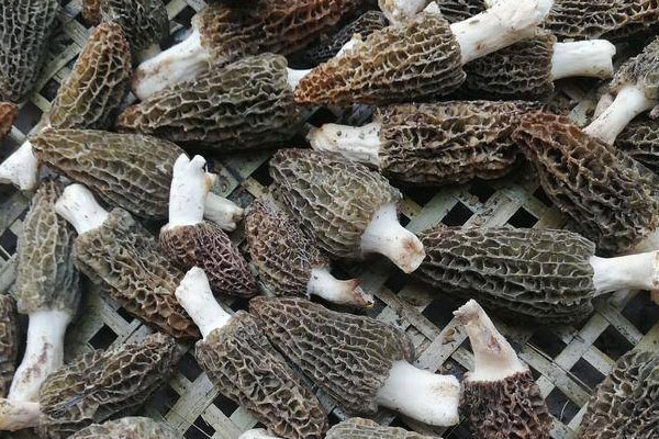 羊肚菌冬瓜水晶餃的營(yíng)養(yǎng)價(jià)值 羊肚菌冬瓜水晶餃的營(yíng)養(yǎng)價(jià)值