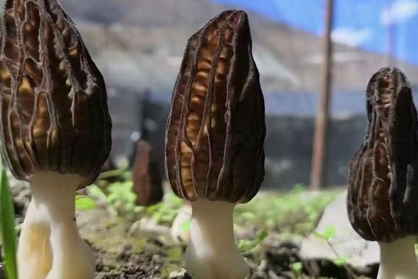 羊肚菌冬瓜水晶餃的禁忌人群 羊肚菌冬瓜水晶餃的禁忌人群