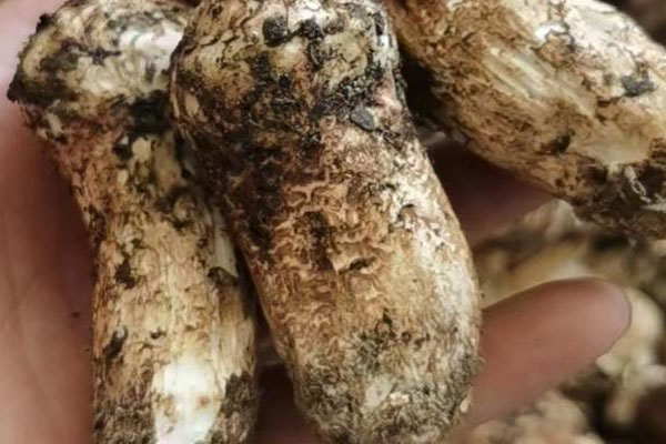 消化不良的人可以吃松茸嗎 消化不良的人可以吃松茸嗎