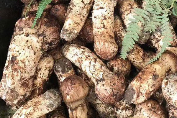 松茸雞湯能和螃蟹一起吃嗎，白蘿卜松茸菇能燉雞湯嗎