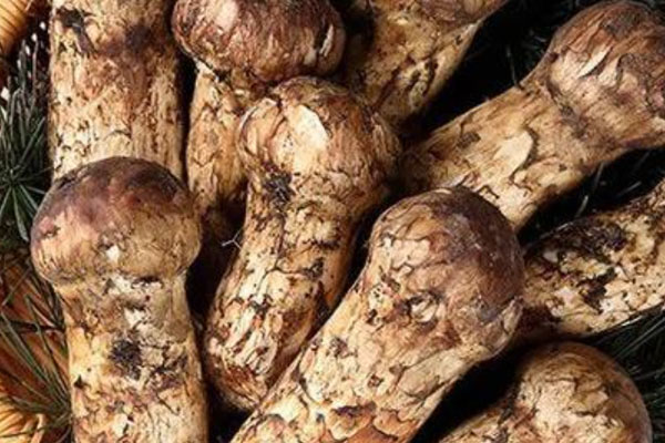 新鮮松茸抗癌效果好還是干松茸 新鮮松茸抗癌效果好還是干松茸