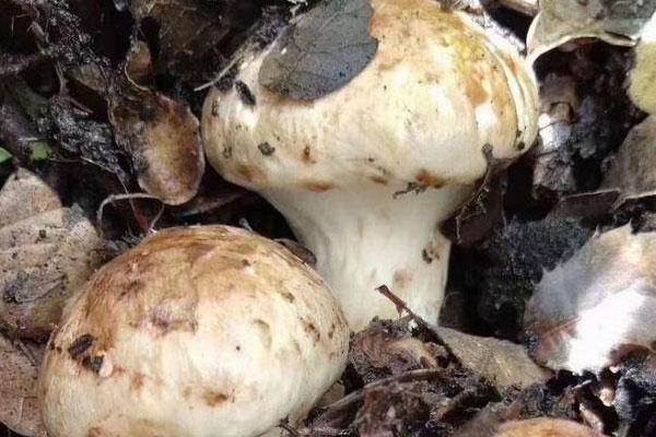 腦瘤可以吃松茸嗎，松茸是香菇的一種嗎