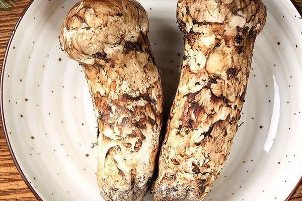 松茸是松樹(shù)蘑菇嗎，松茸是不是蘑菇的一種