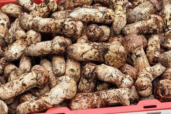 松茸是蘑菇的一種嗎 松茸是蘑菇的一種嗎