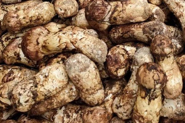 松茸可以調節(jié)血脂嗎 松茸可以調節(jié)血脂嗎