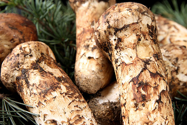 松茸不就是蘑菇嗎，松茸吃多了血壓會(huì)升高嗎