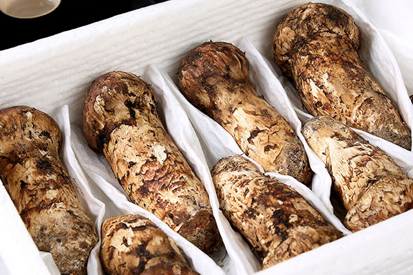 寄生松樹(shù)的松茸會(huì)傷害松樹(shù)嗎 寄生松樹(shù)的松茸會(huì)傷害松樹(shù)嗎