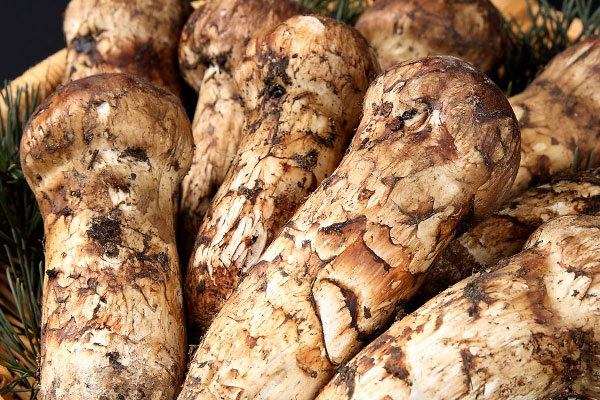 松茸和普通蘑菇的區(qū)別，松茸有沒(méi)有人工種植的