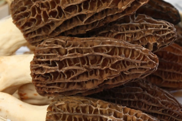 羊肚菌西芹爆炒豬腰的功效作用 羊肚菌西芹爆炒豬腰的功效作用