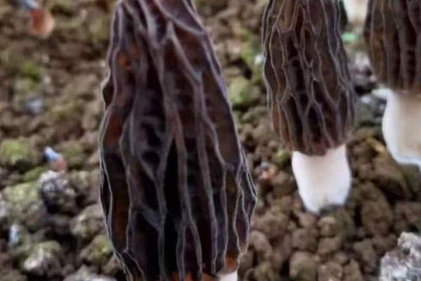 羊肚菌槐花餃的功效作用 羊肚菌槐花餃的功效作用