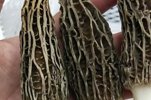 羊肚菌槐花餃的食用禁忌 羊肚菌槐花餃的食用禁忌