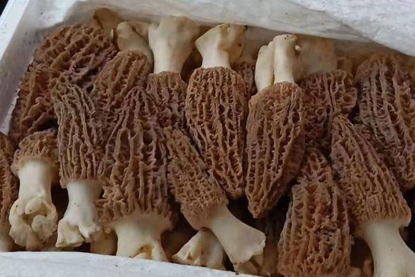 鮮羊肚菌羊肉湯的食用禁忌 鮮羊肚菌羊肉湯的食用禁忌