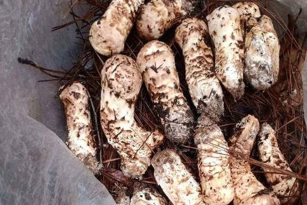 松茸含糖量高嗎，新鮮松茸熱量高嗎