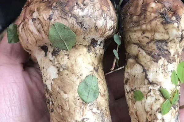 松茸炒不熟會(huì)不會(huì)中毒，松茸屬于食用菌嗎