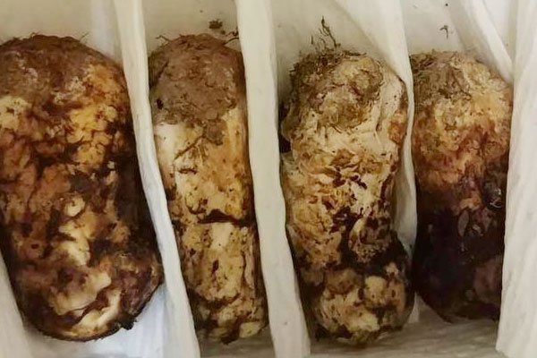 松茸是食用菌嗎 松茸是食用菌嗎