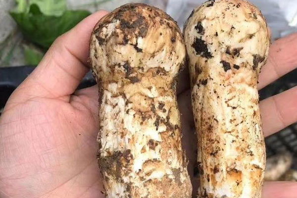 松茸菇吃到苦味會(huì)不會(huì)中毒，松茸營(yíng)養(yǎng)價(jià)值真的那么高嗎