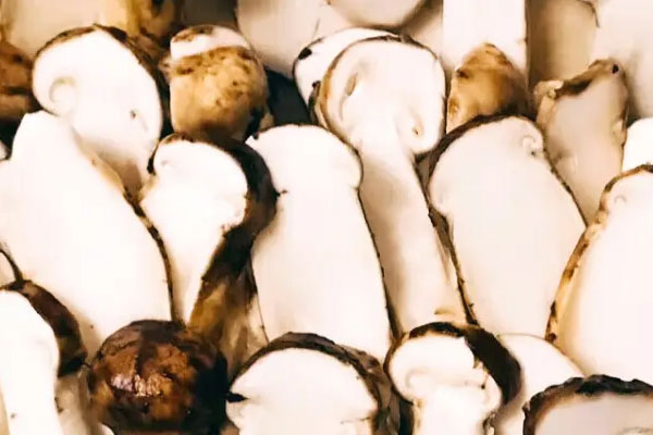 松茸好吃嗎，松茸為什么苦