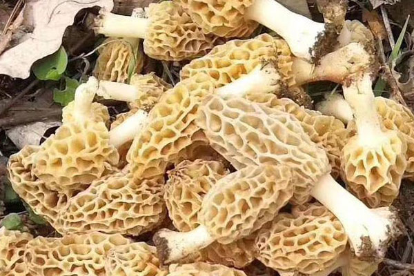 羊里脊爆炒羊肚菌的營(yíng)養(yǎng)價(jià)值 羊里脊爆炒羊肚菌的營(yíng)養(yǎng)價(jià)值