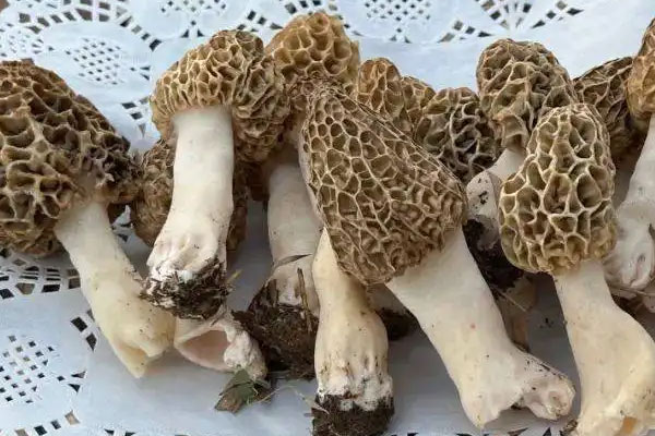 羊里脊爆炒羊肚菌的食用禁忌 羊里脊爆炒羊肚菌的食用禁忌