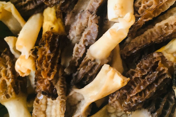 香菜爆炒羊肚菌的營養(yǎng)價值 香菜爆炒羊肚菌的營養(yǎng)價值