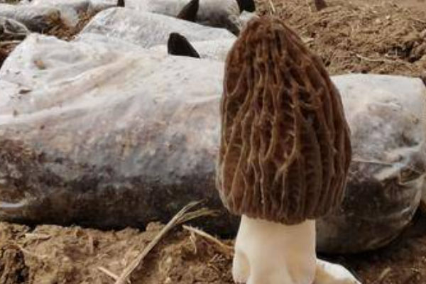 香菜爆炒羊肚菌的食用禁忌 香菜爆炒羊肚菌的食用禁忌