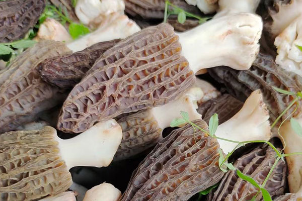 羊肚菌竹蓀湯云吞的功效作用 羊肚菌竹蓀湯云吞的功效作用