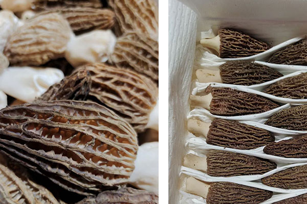 羊肚菌竹蓀湯云吞的食用禁忌 羊肚菌竹蓀湯云吞的食用禁忌