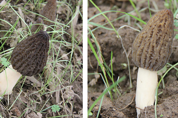 羊肚菌胡蘿卜西蘭花湯的功效作用 羊肚菌胡蘿卜西蘭花湯的功效作用