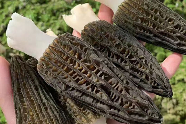 羊肚菌胡蘿卜西蘭花湯的禁忌人群 羊肚菌胡蘿卜西蘭花湯的禁忌人群