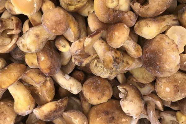 牛肝菌百里香意大利飯?jiān)趺醋龊贸? src=